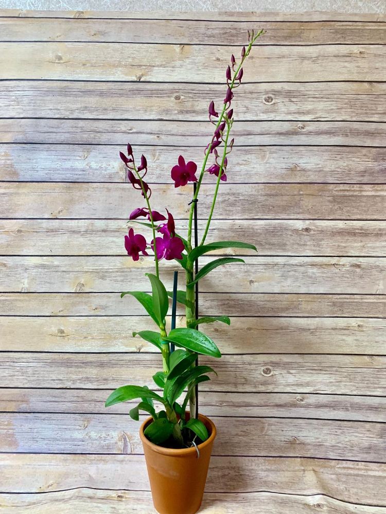 dendrobium-orchid