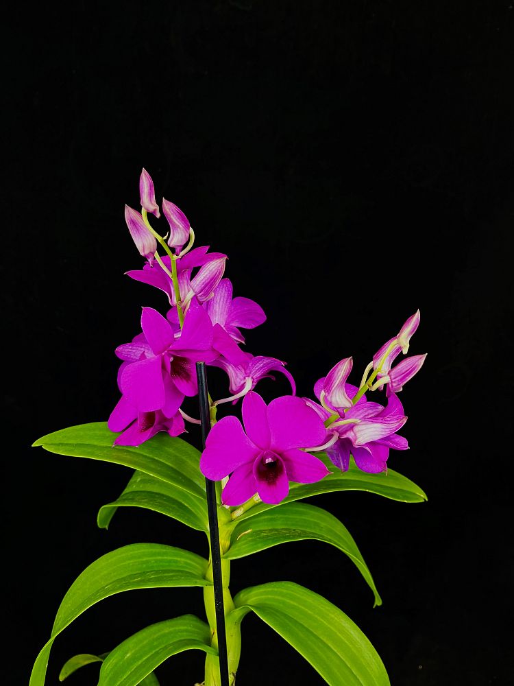 dendrobium-orchid