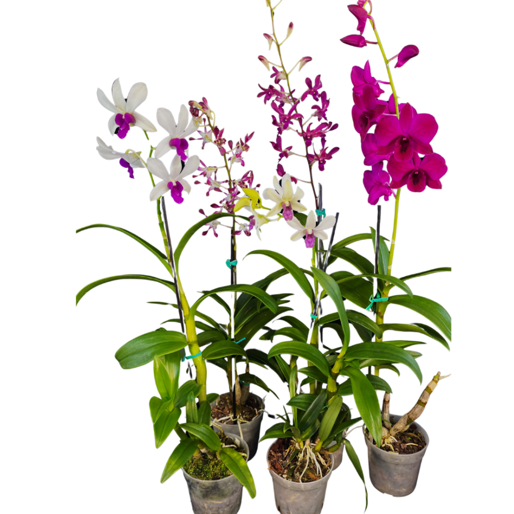 dendrobium-orchid