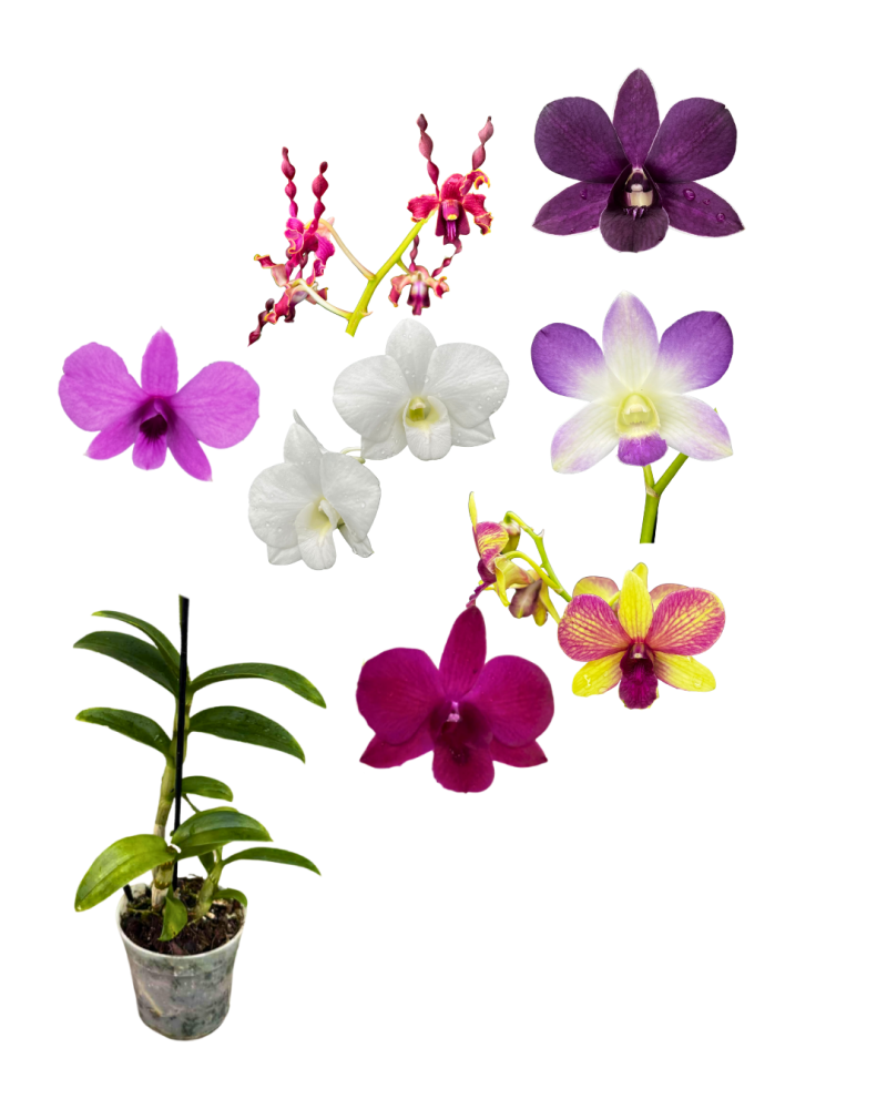 dendrobium-orchid
