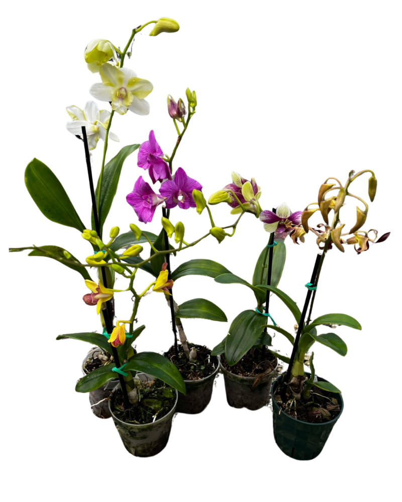 dendrobium-orchid