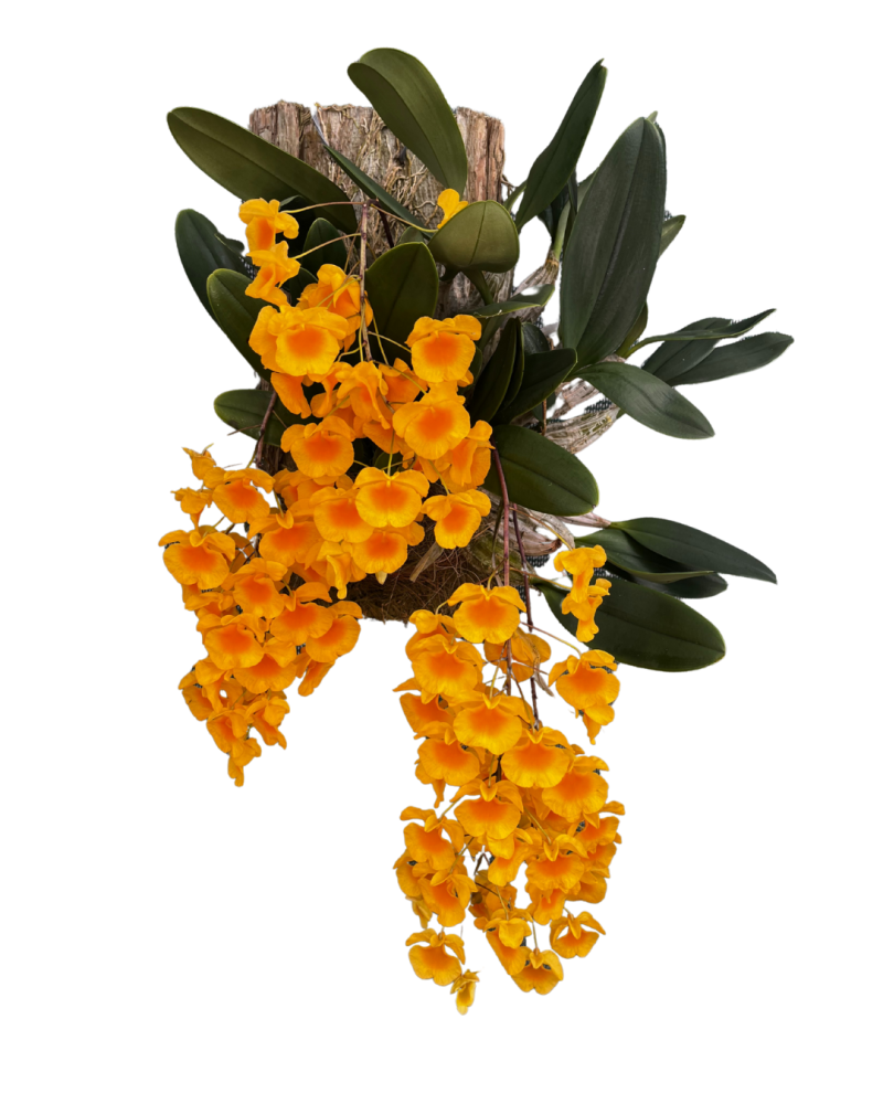 dendrobium-orchid