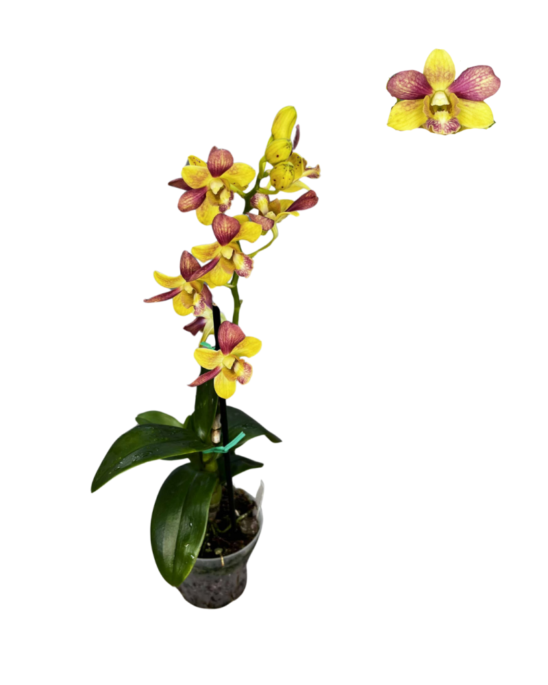 dendrobium-orchid