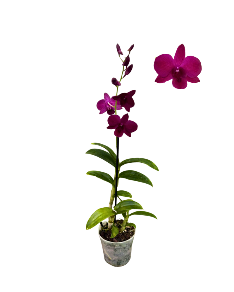 dendrobium-orchid