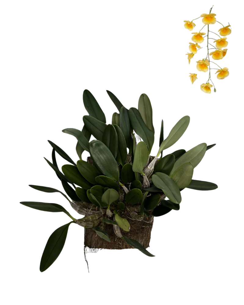 dendrobium-orchid