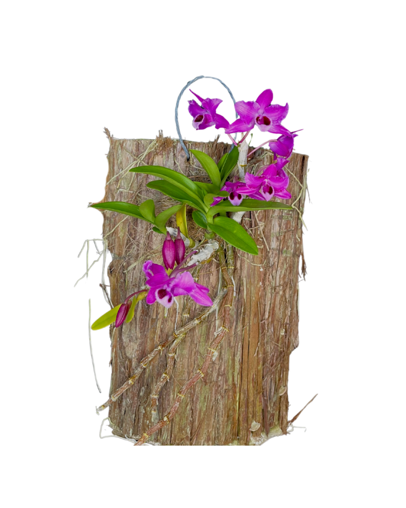 dendrobium-parishii-parish-s-dendrobium-species-orchid