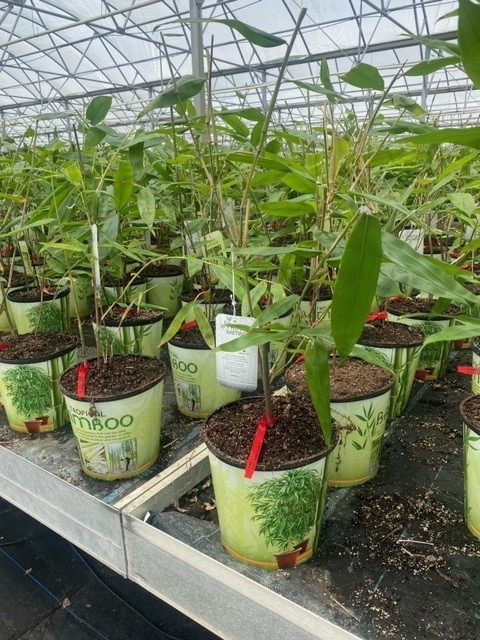 dendrocalamus-asper-bamboo