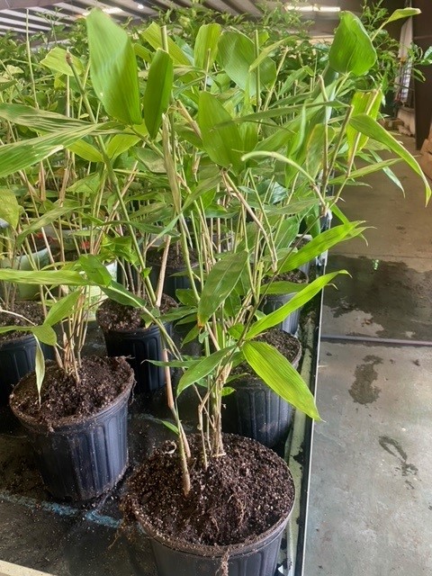 dendrocalamus-asper-bamboo