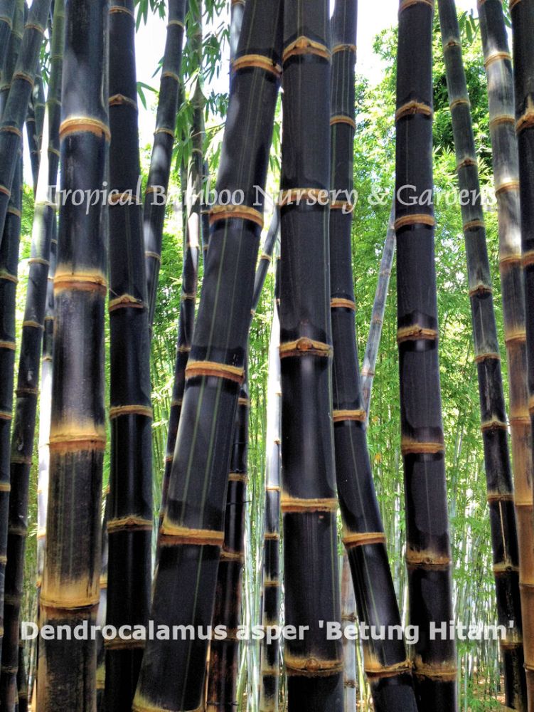 dendrocalamus-asper-betung-hitam-bamboo