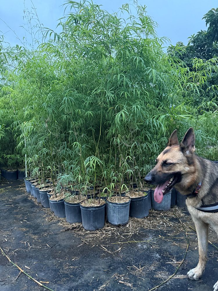 dendrocalamus-elegans-elegant-bamboo