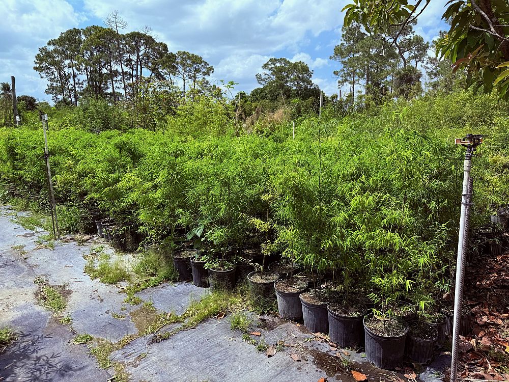 dendrocalamus-elegans-elegant-bamboo