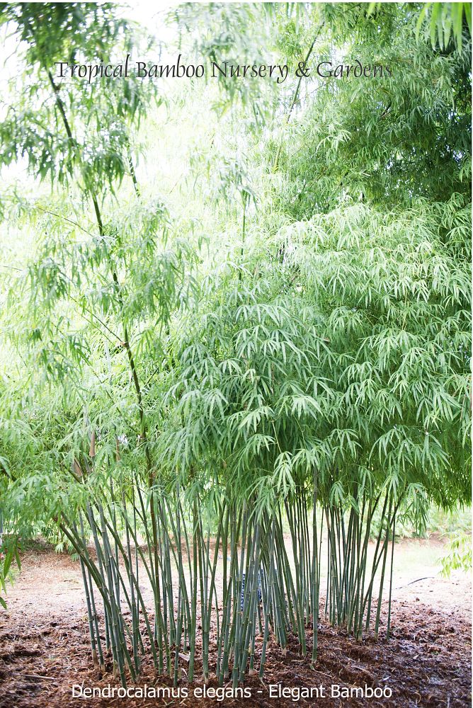 dendrocalamus-elegans-elegant-bamboo