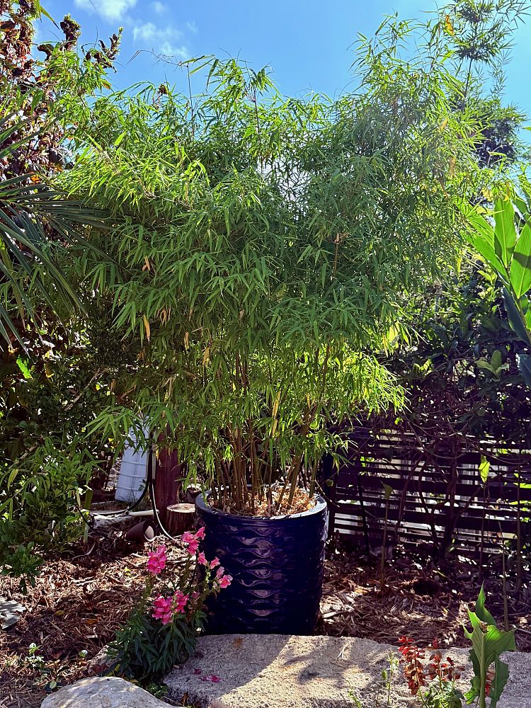 dendrocalamus-elegans-elegant-bamboo