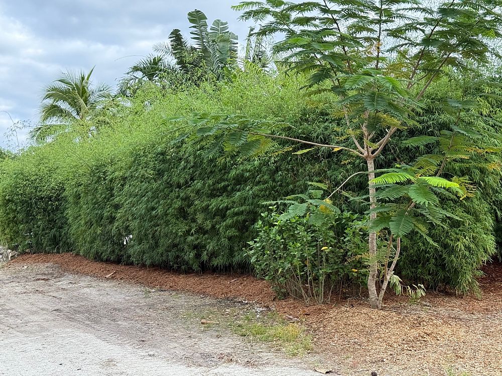 dendrocalamus-elegans-elegant-bamboo