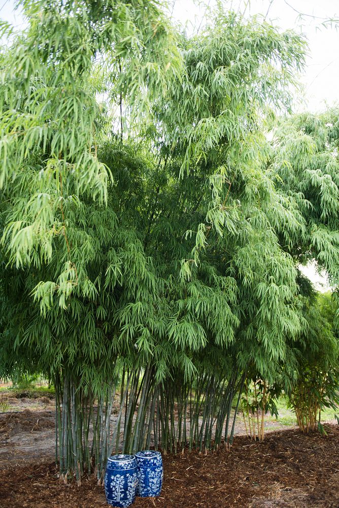 dendrocalamus-elegans-elegant-bamboo