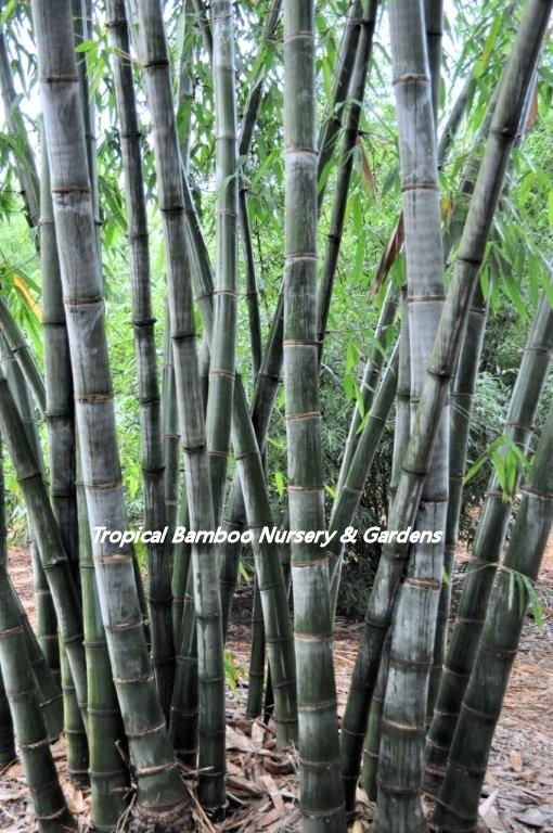 dendrocalamus-giganteus-bamboo