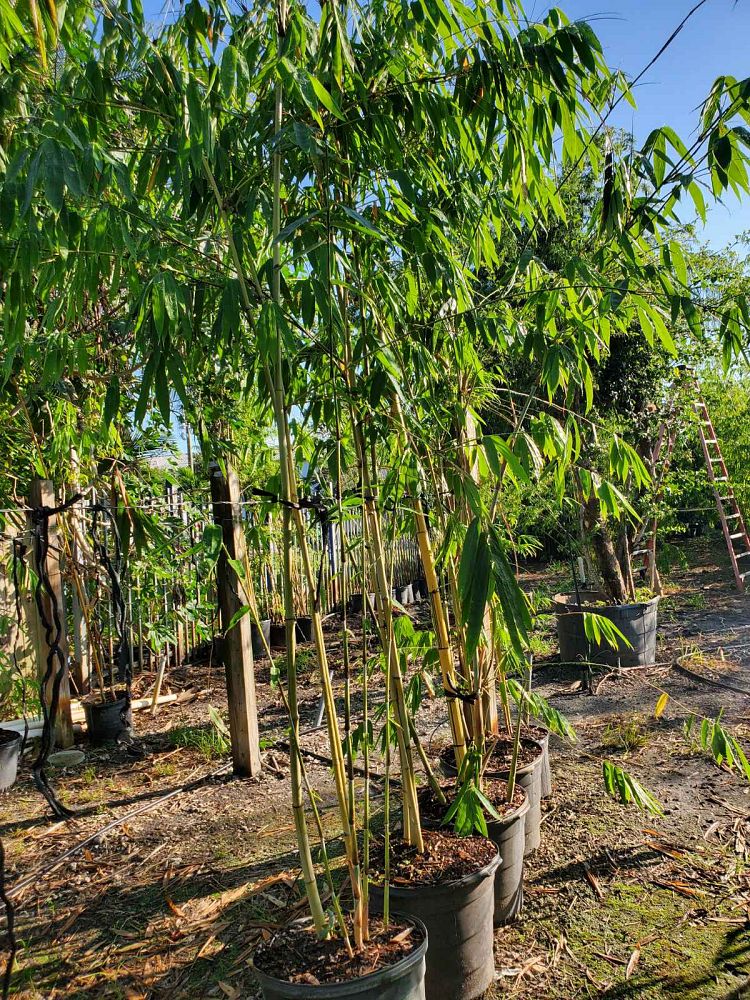 dendrocalamus-minor-amoenus-angel-mist-bamboo