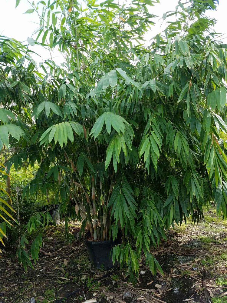 dendrocalamus-minor-amoenus-angel-mist-bamboo