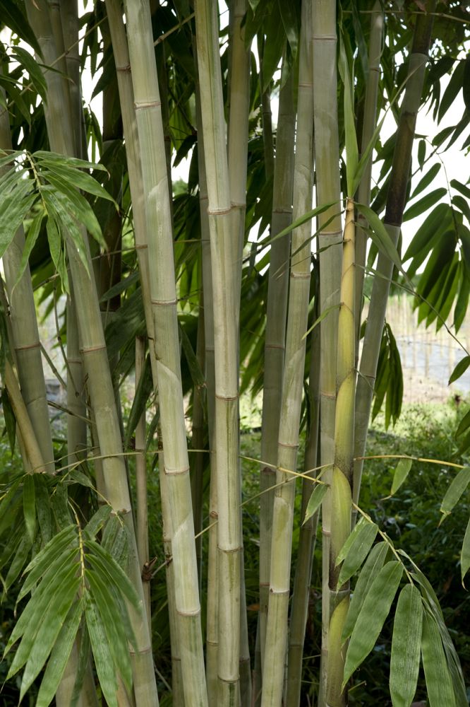 dendrocalamus-minor-amoenus-angel-mist-bamboo