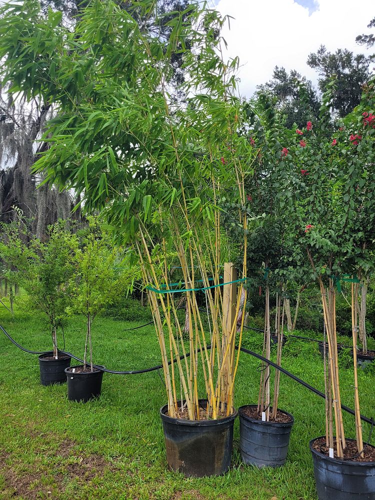 dendrocalamus-minor-amoenus-angel-mist-bamboo