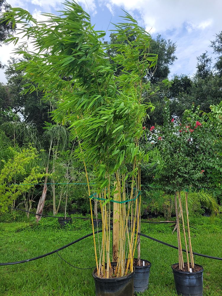 dendrocalamus-minor-amoenus-angel-mist-bamboo