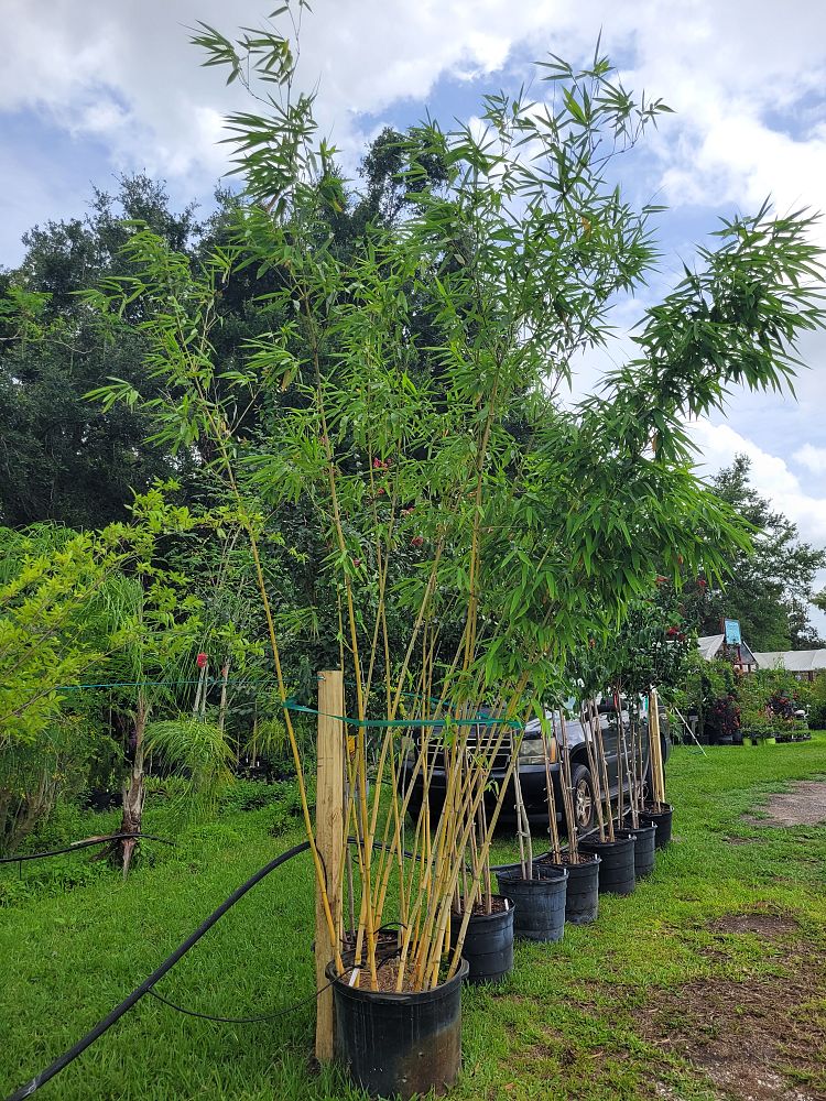 dendrocalamus-minor-amoenus-angel-mist-bamboo