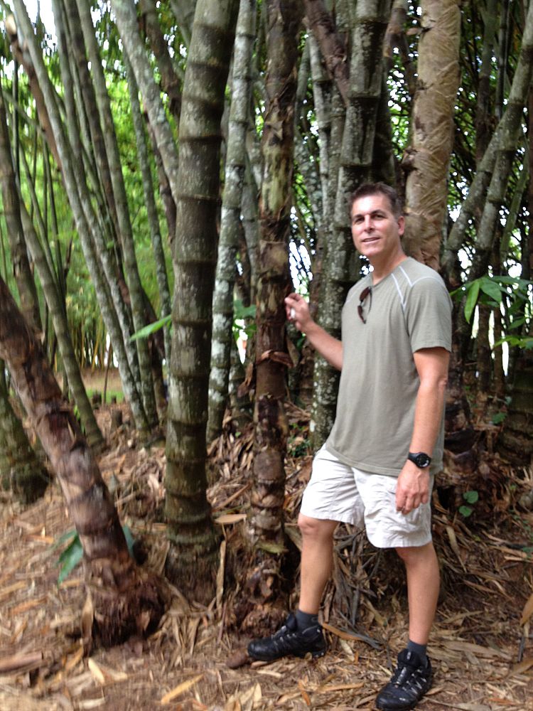 dendrocalamus-sinicus-bamboo