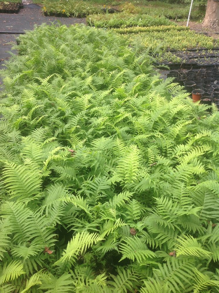 dennstaedtia-punctilobula-hayscented-fern