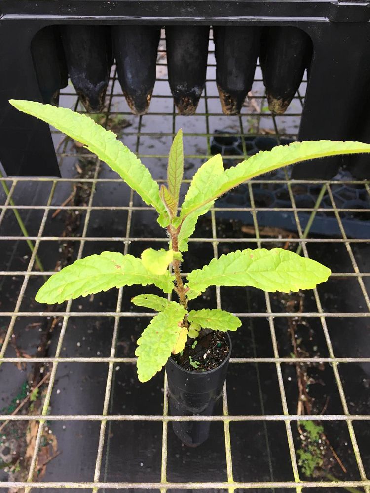 deplanchea-tetraphylla-rare-pagoda