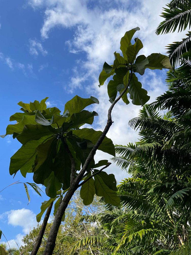 deplanchea-tetraphylla-rare-pagoda