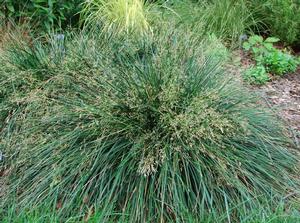 deschampsia-cespitosa-goldtau-hair-grass-hassock-grass-tussock-grass-tufted-hair-grass