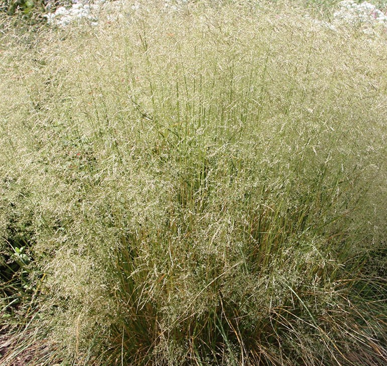 deschampsia-cespitosa-tufted-hairgrass-tussock-grass