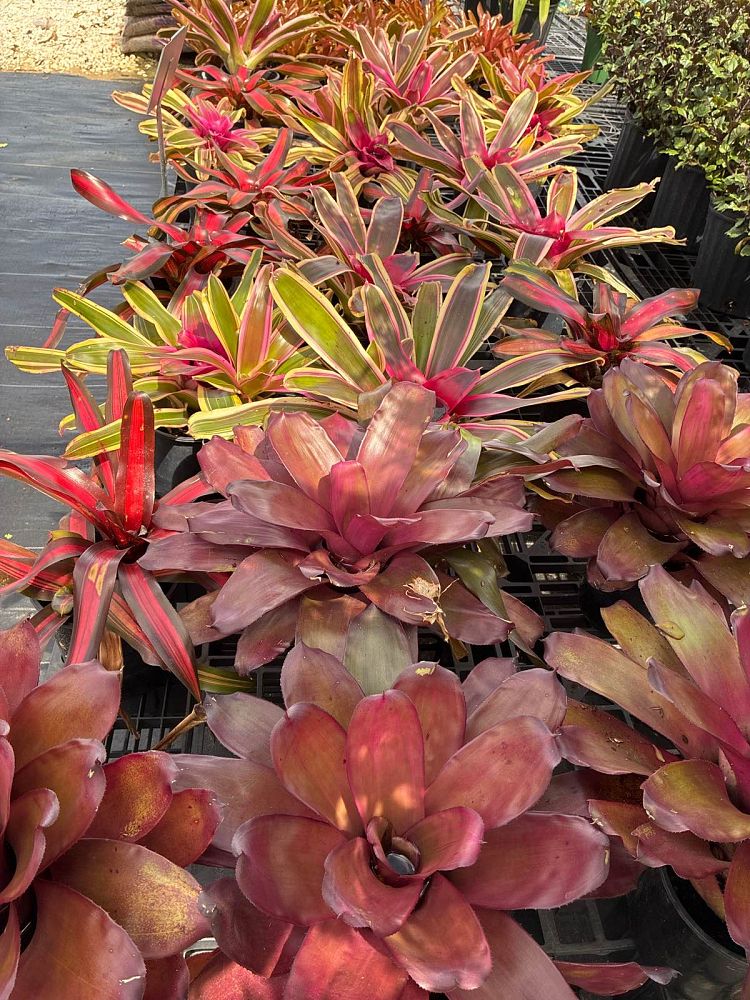 deuterocohnia-longipetala-bromiliad-deuterocohnia