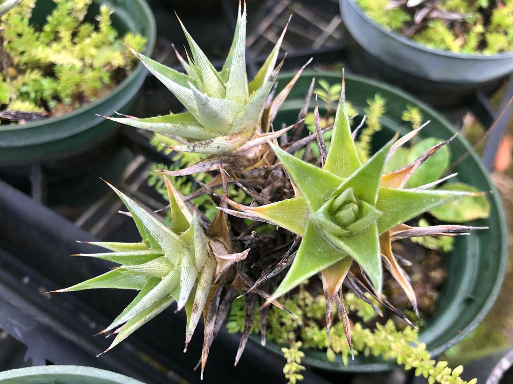 deuterocohnia-lorentziana-bromeliad