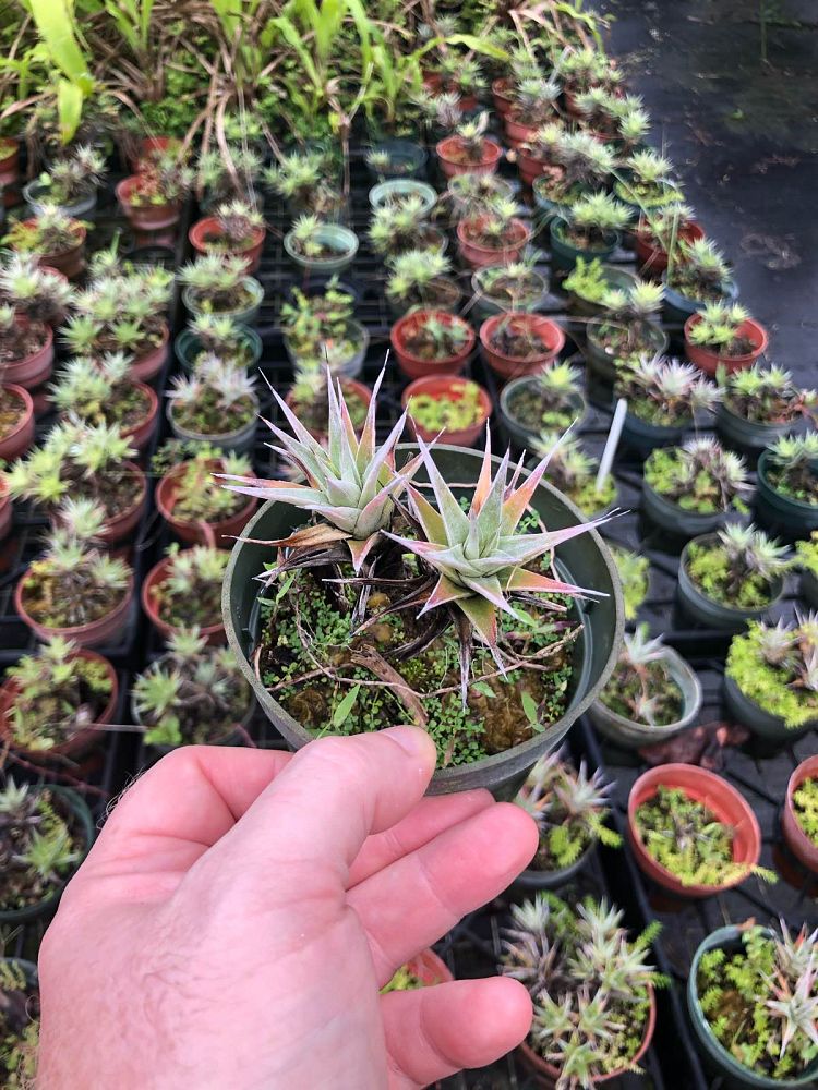 deuterocohnia-lorentziana-bromeliad