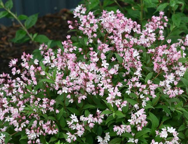 deutzia-gracilis-ncdx2-yuki-cherry-blossom-reg-deutzia