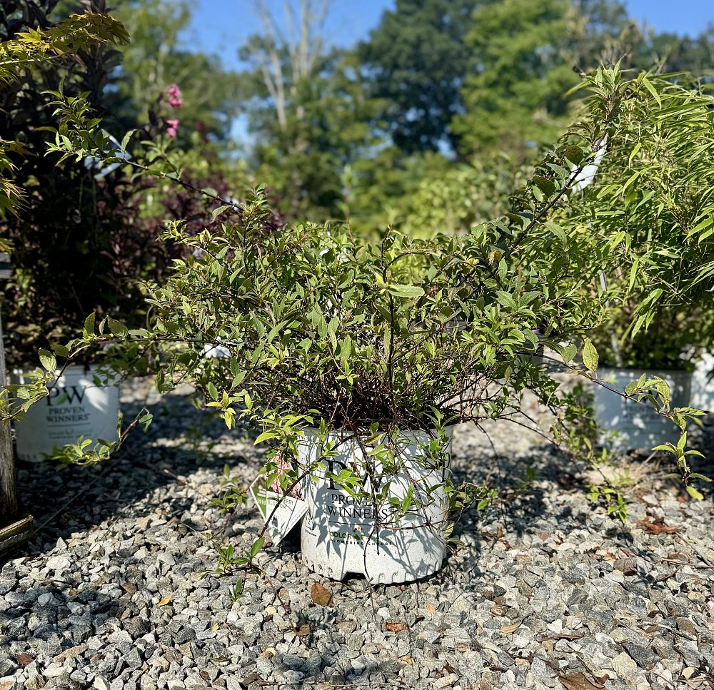 deutzia-gracilis-ncdx2-yuki-cherry-blossom-reg-deutzia