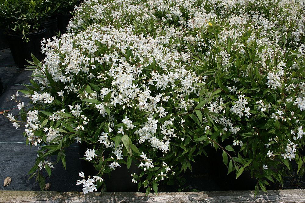 deutzia-gracilis-nikko-slender-deutzia