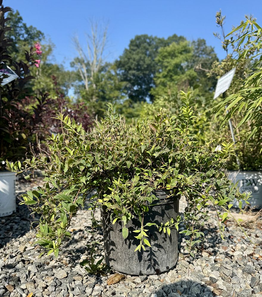 deutzia-gracilis-nikko-slender-deutzia