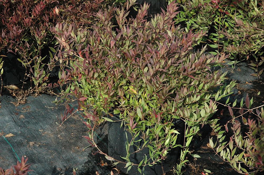 deutzia-gracilis-slender-deutzia