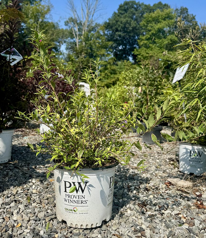 deutzia-ncdx1-yuki-snowflake-reg-deutzia