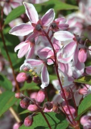 deutzia-x-rosea-nikko-blush-pink-deutzia