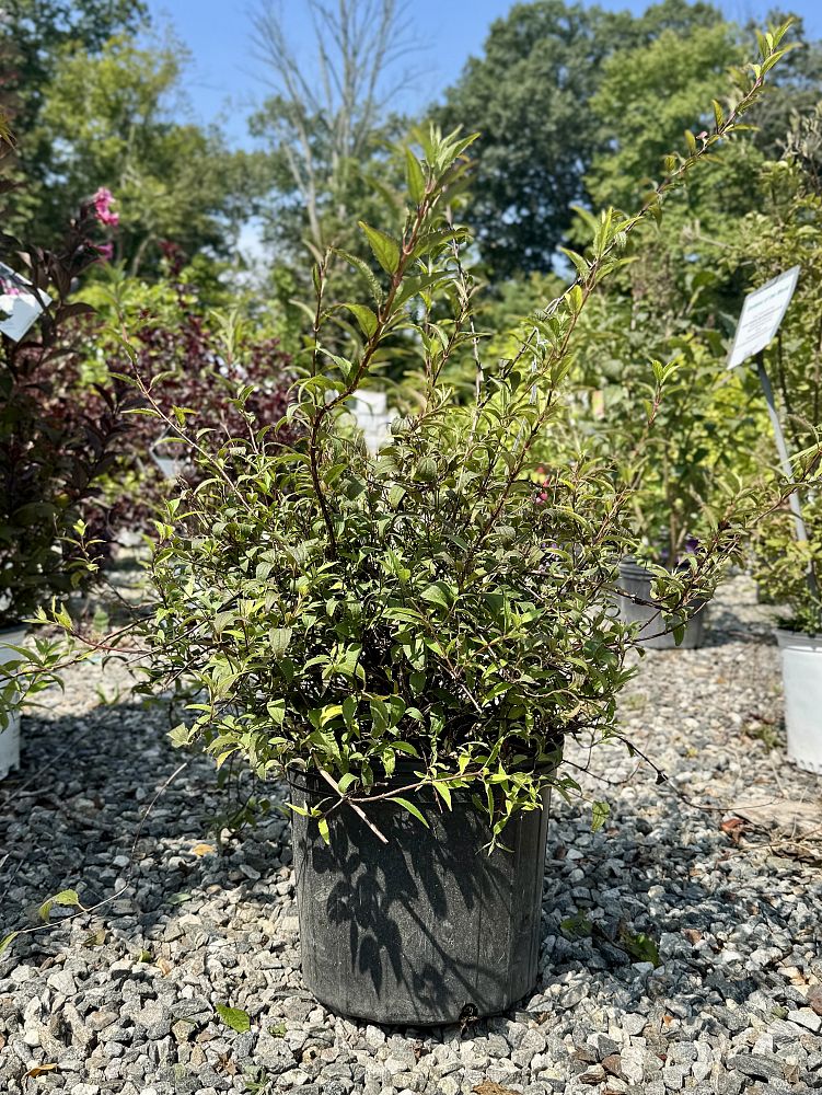 deutzia-x-rosea-nikko-blush-pink-deutzia
