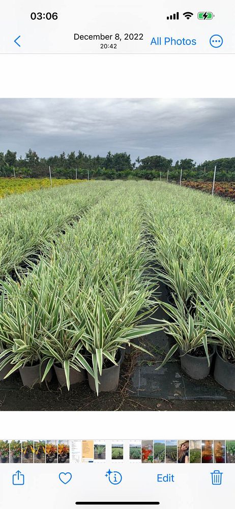 dianella-caerulea-blue-flax-lily