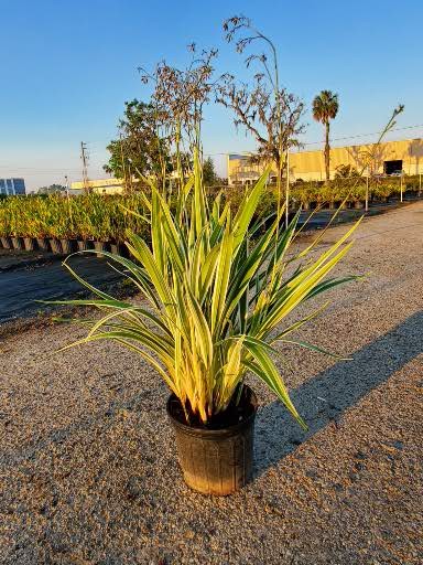 dianella-caerulea-blue-flax-lily