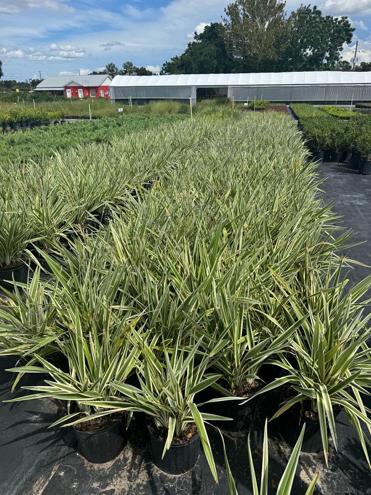 dianella-caerulea-blue-flax-lily