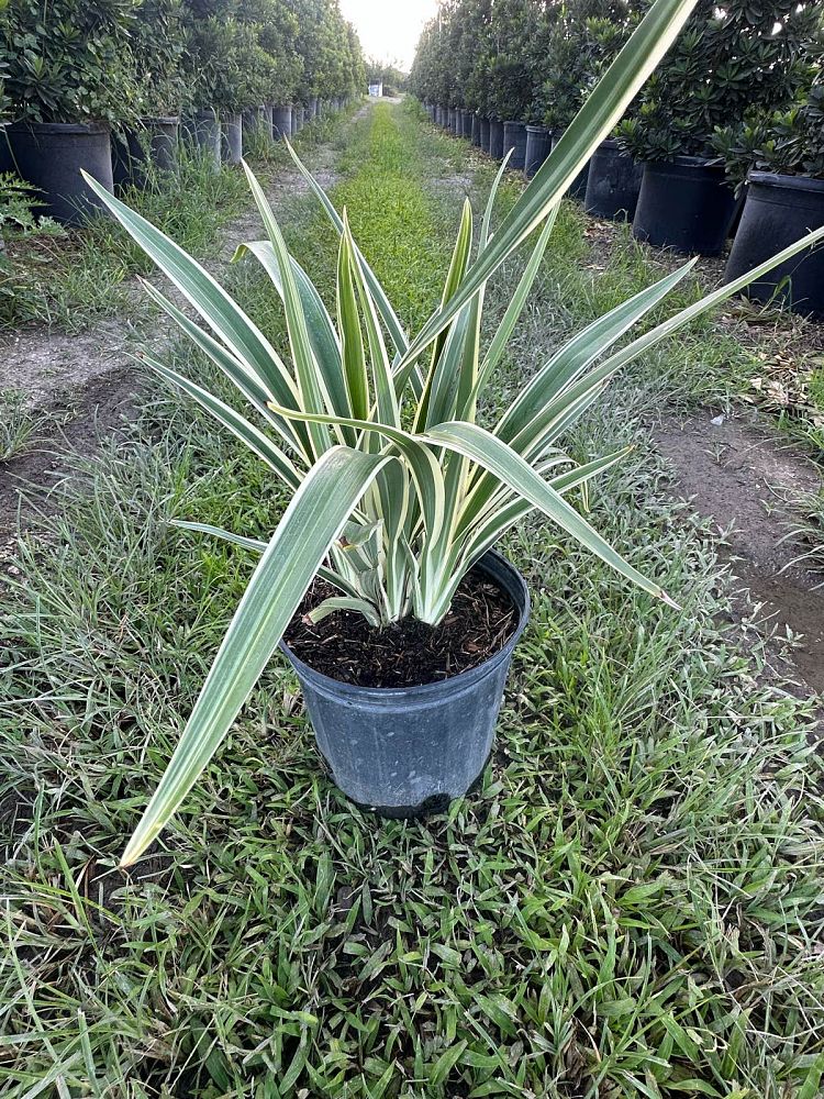 dianella-caerulea-blue-flax-lily