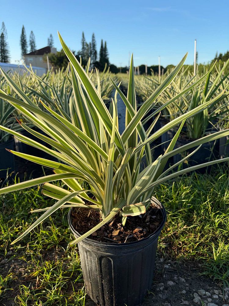 dianella-caerulea-blue-flax-lily