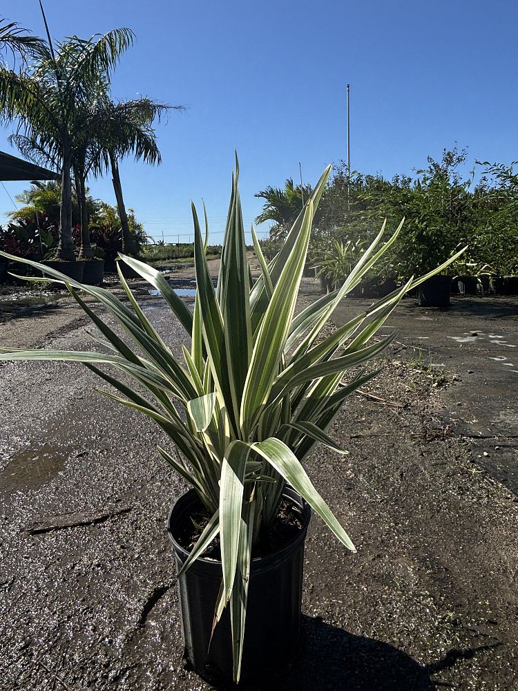dianella-caerulea-blue-flax-lily