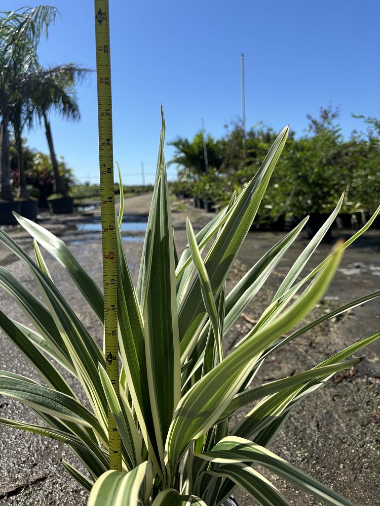 dianella-caerulea-blue-flax-lily